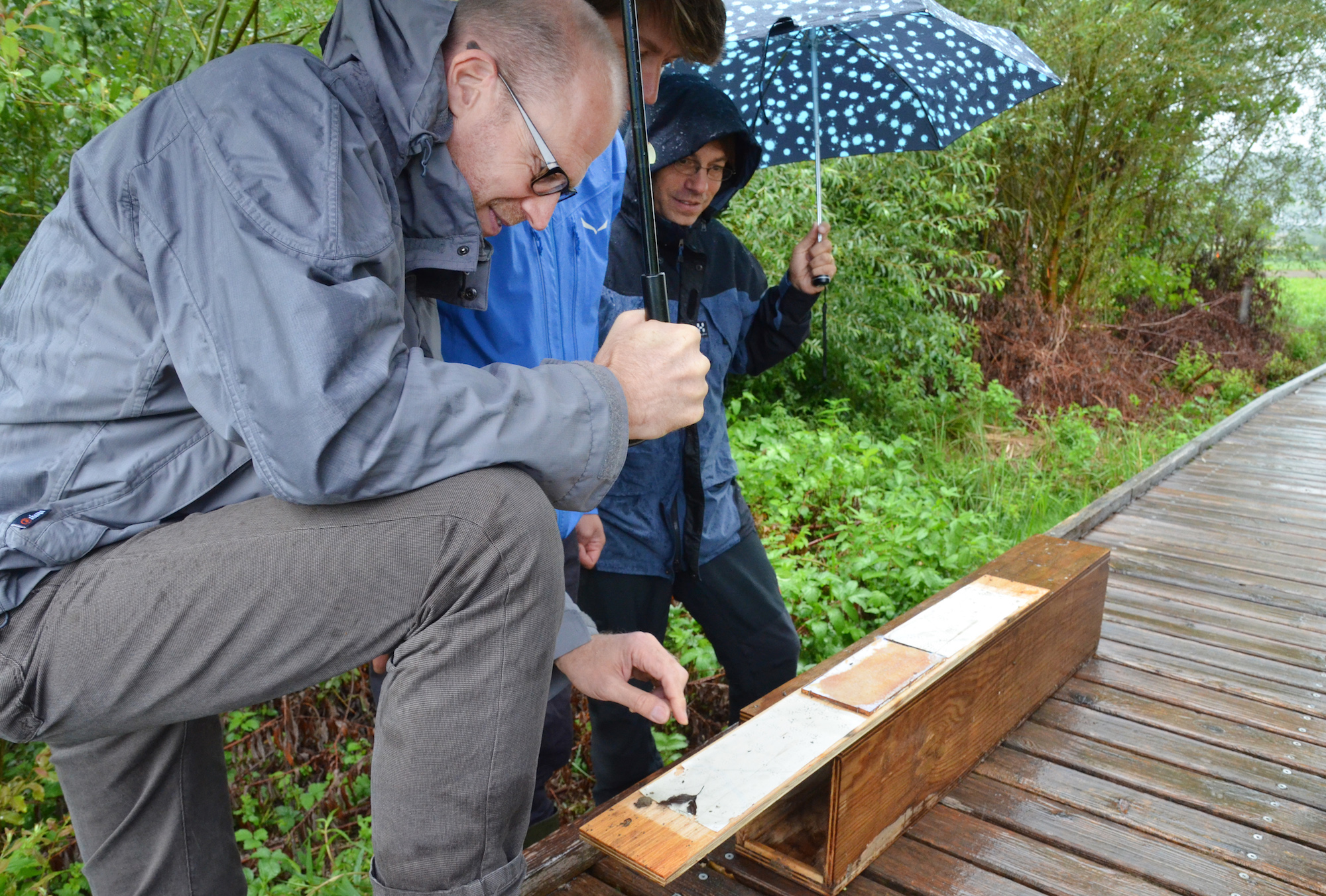 Museumsdirektor Hannes Geisser erläutert den Spurentunnel, mit dem die Fussabdrücke der Säugetiere erfasst werden können.