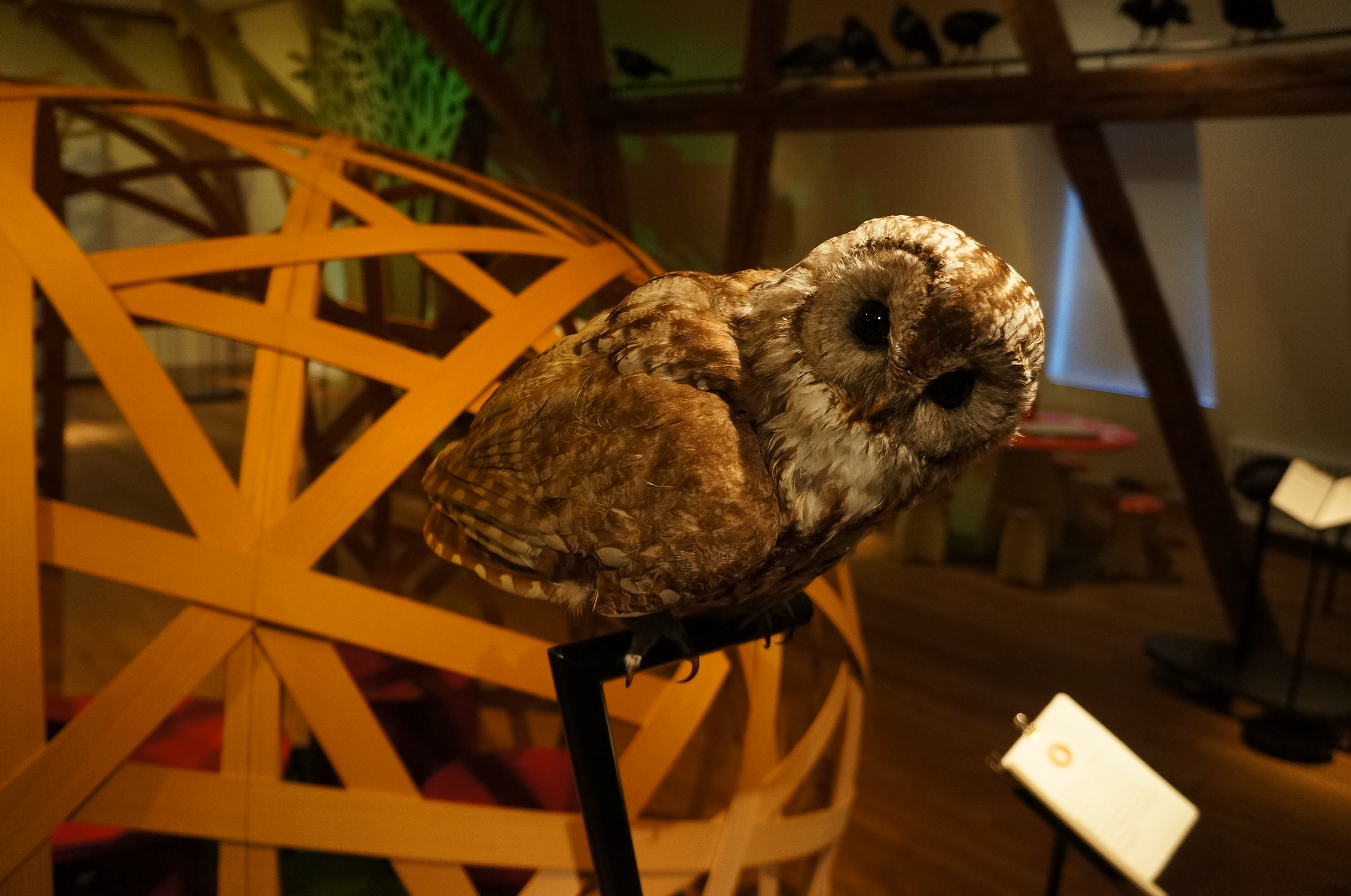 Unheimlich oder unheimlich niedlich: der Waldkauz