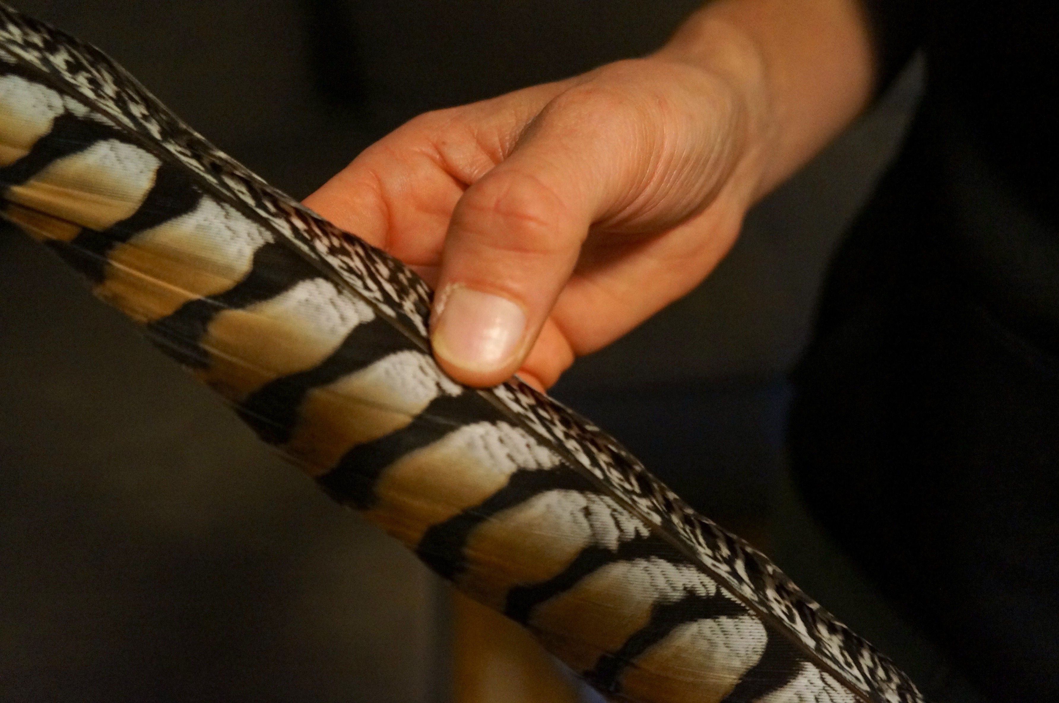 Fasanenfeder in der Hand des Experten.