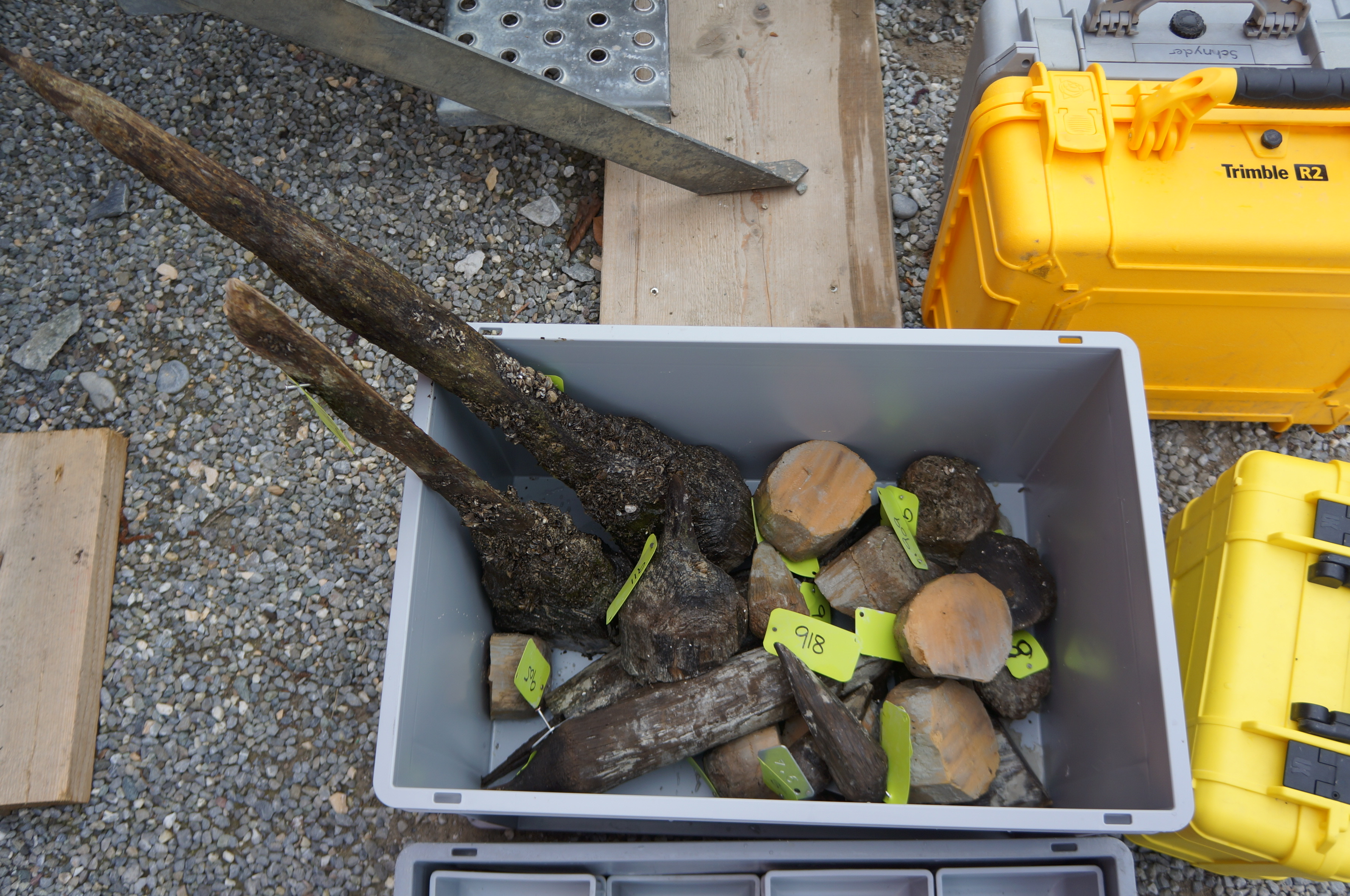 Rund 3000 Jahre alte Pfähle, abgenagt von den Wellen und nun bereit für die dendrochronologische Untersuchung