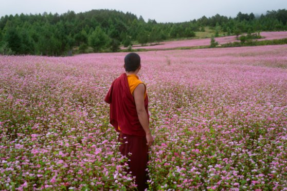 The Monk and the Gun