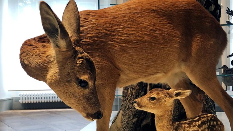 Ist das Reh die Frau vom Hirsch?