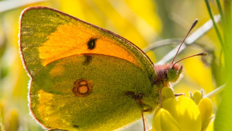 Die Geschichte vom Orangeroten Heufalter