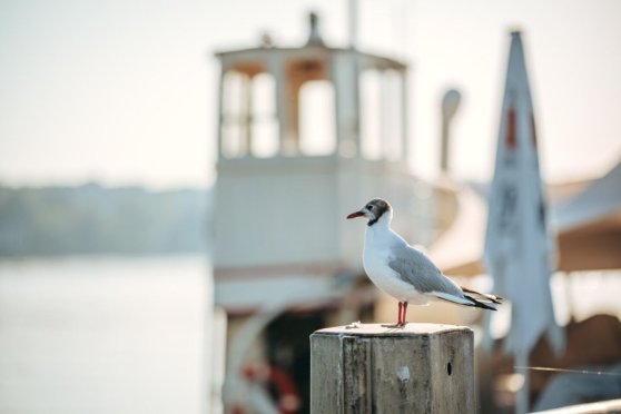 Bodensee Naturmuseum