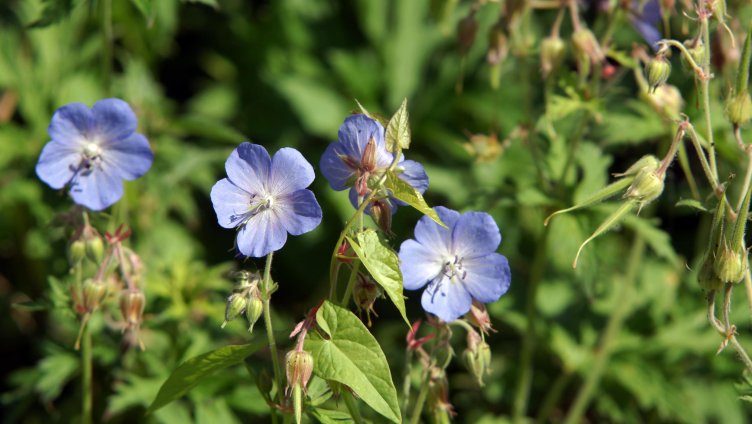 Blick über den Gartenzaun