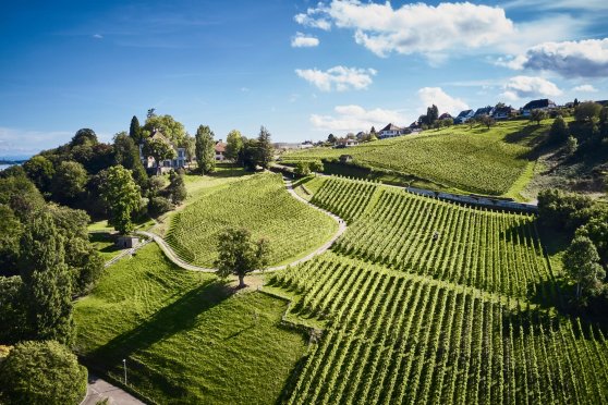 Tag der offenen Weinkeller am Arenenberg