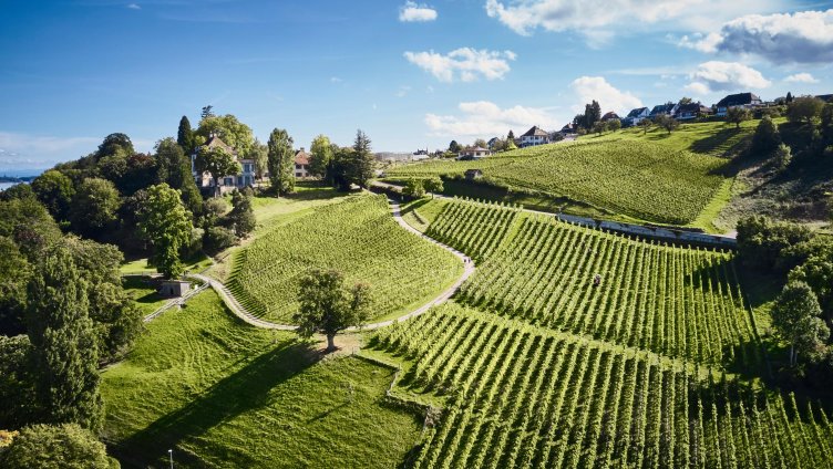 Tag der offenen Weinkeller am Arenenberg