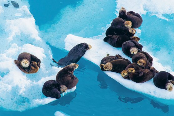 Explora präsentiert: Alaska - Wildes Land