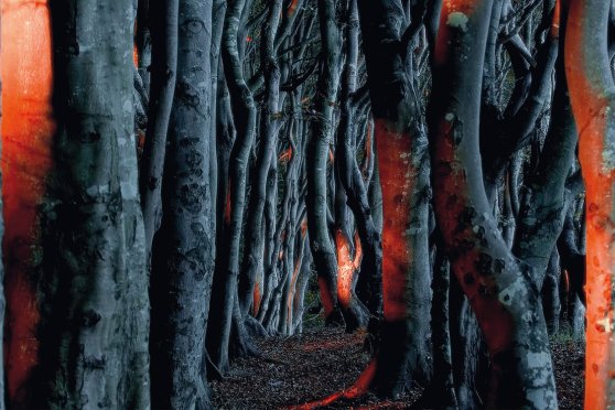 Explora präsentiert: Die Seele des Waldes