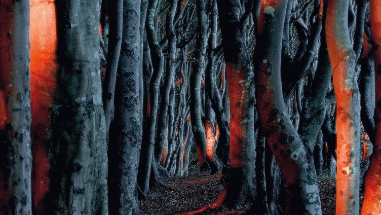 Explora präsentiert: Die Seele des Waldes