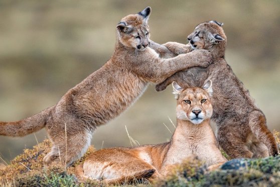 Explora präsentiert: Patagonien