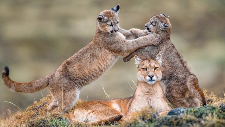 Explora präsentiert: Patagonien