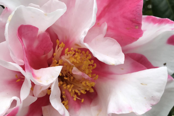 Kolumnen und Blogs schreiben mit Michèle Binswanger