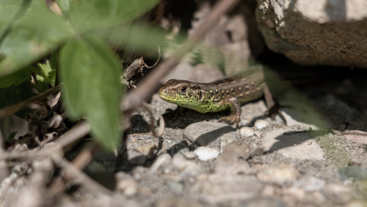 Geführter Sommerspaziergang durch eine vielfältige Kulturlandschaft