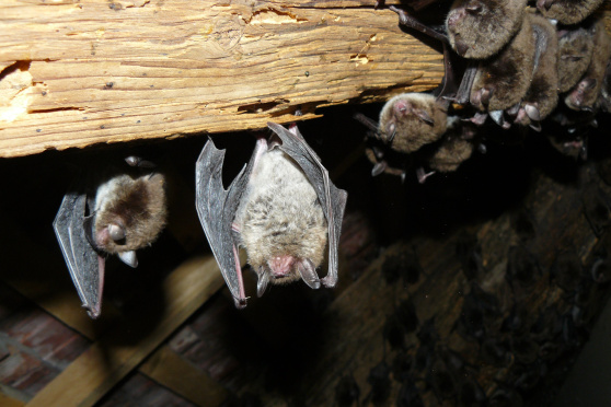 Fledermäuse unterm Museumsdach 