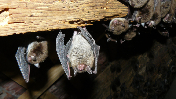 Fledermäuse unterm Museumsdach 
