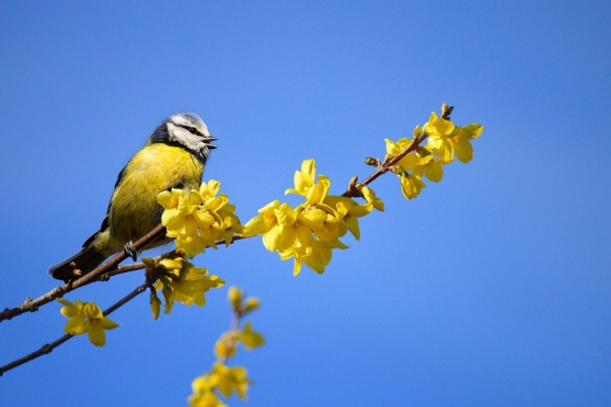Phänologie: Naturbeobachtung im Jahresverlauf