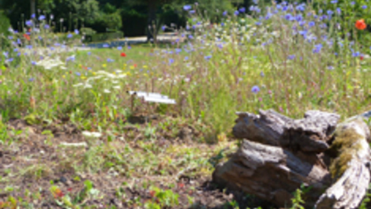 Auf den grünen Dächern von Kreuzlingen