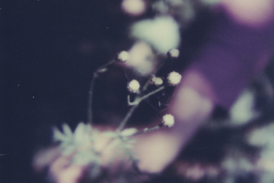 Simone Kappeler - nature vivante