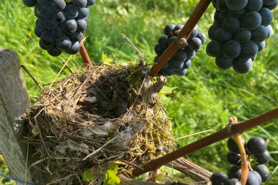 Der Rebberg «Hörnliberg»