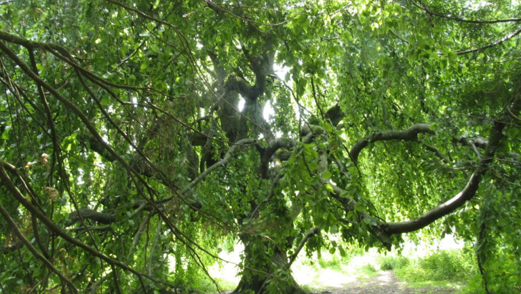 Das Arboretum im Seeburgpark