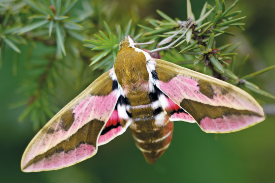 Biodiversität im Schulmuseum Thurgau, Amriswil
