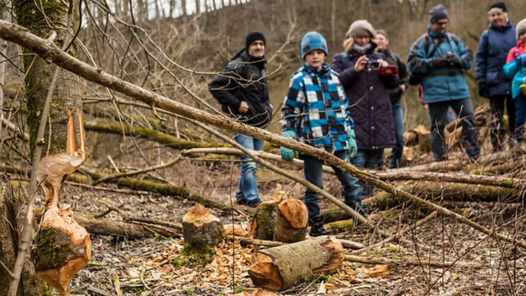 Biber - Baumeister der Natur