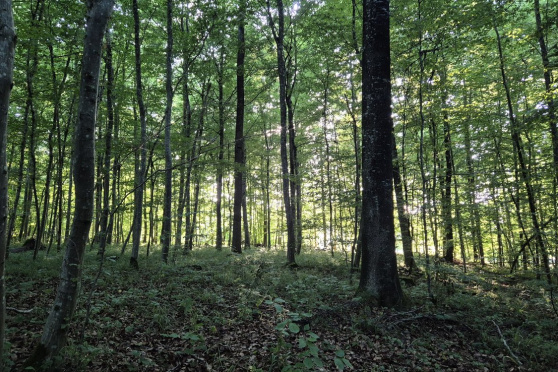 Wem gehört der Wald?
