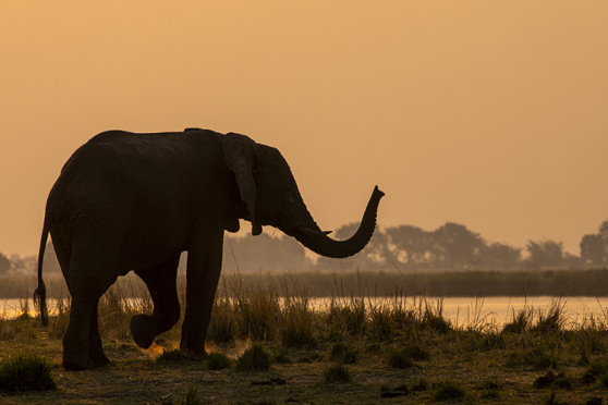 Live-Vortrag: Botswana und Namibia