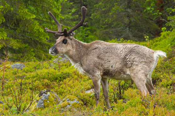 Live-Vortrag: Schweden