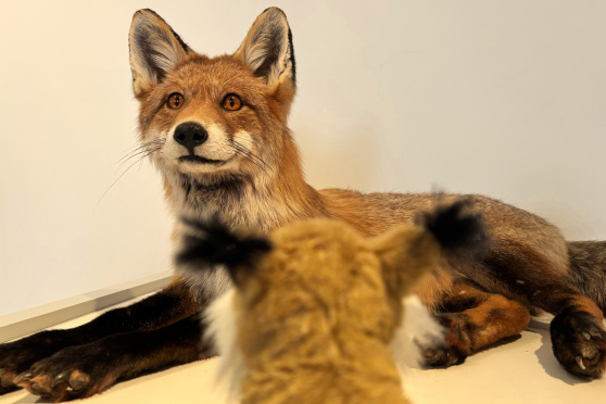 Internationaler Museumstag: Es kreucht und fleucht