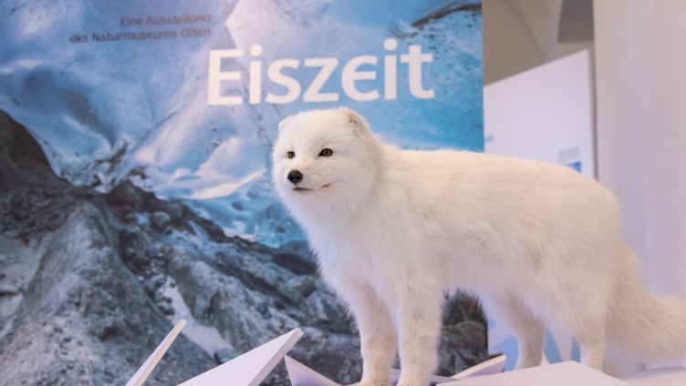 Warmzeit – Finissage am Internationalen Museumstag