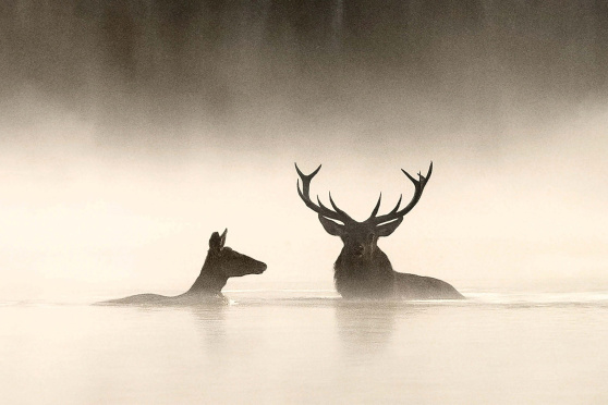 Le Chant des forêts