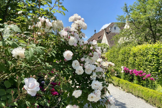 Öffentliche Führung: Rosenpracht in der Kartause Ittingen
