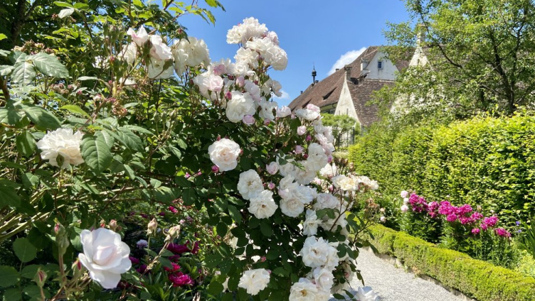 Öffentliche Führung: Rosenpracht in der Kartause Ittingen