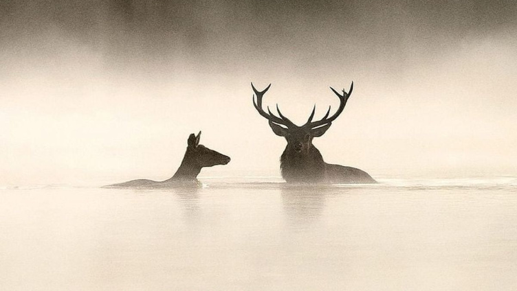 Le chant des forêts – Das Flüstern der Wälder