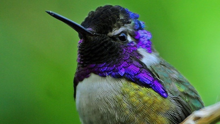 EarlyBird Morgenmusik