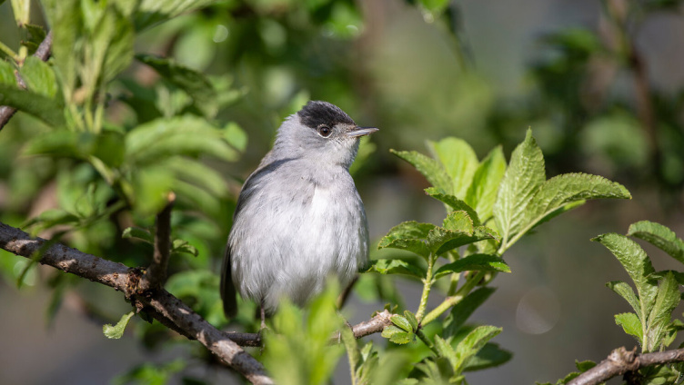 Exkursion - Frühmorgens im Wald
