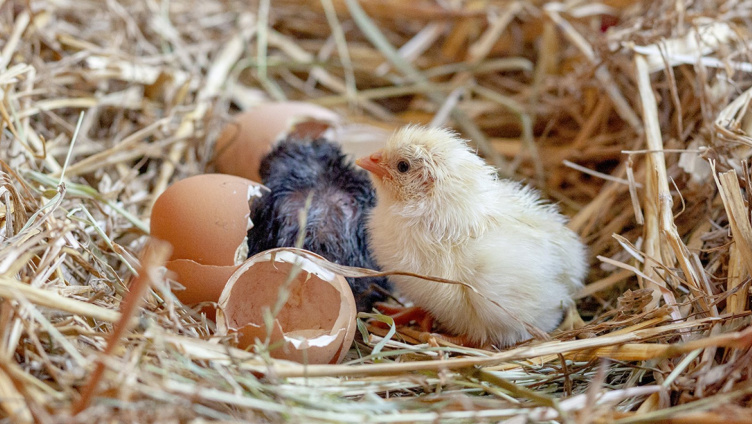 Sonderausstellung - Allerlei rund ums Ei