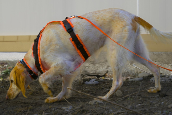 Dem Igel auf der Spur – Igelspürhunde im Einsatz