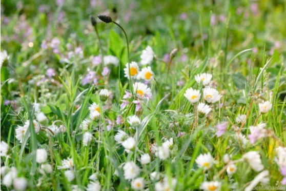 Wie pflege ich einen Naturgarten?