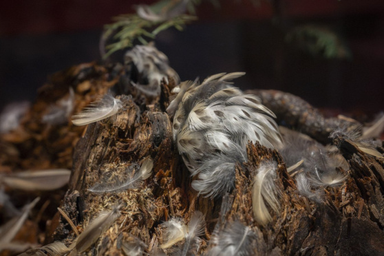 Führung Sonderausstellung - Spuren – Fährten, Frass und Feder
