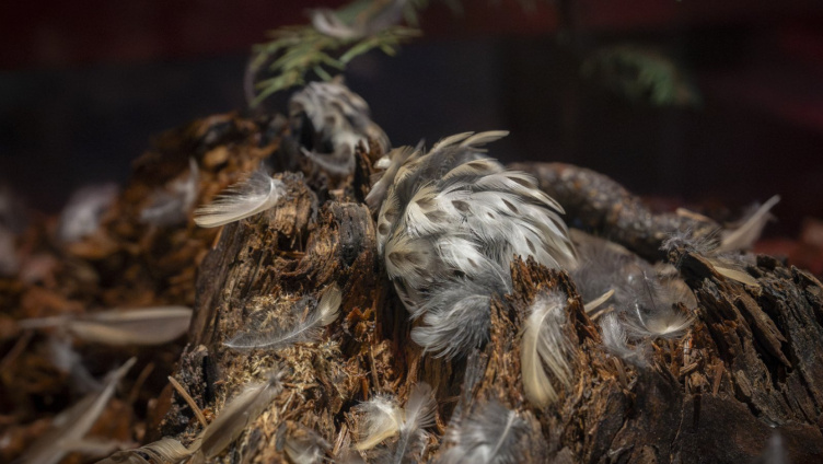Führung Sonderausstellung - Spuren – Fährten, Frass und Feder