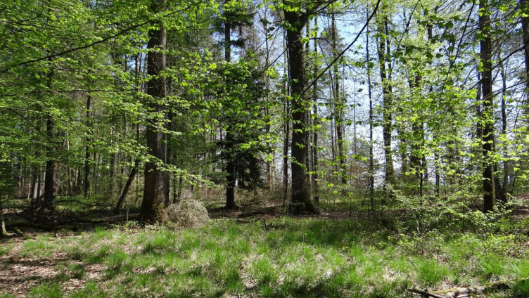 Auf in den Wald!