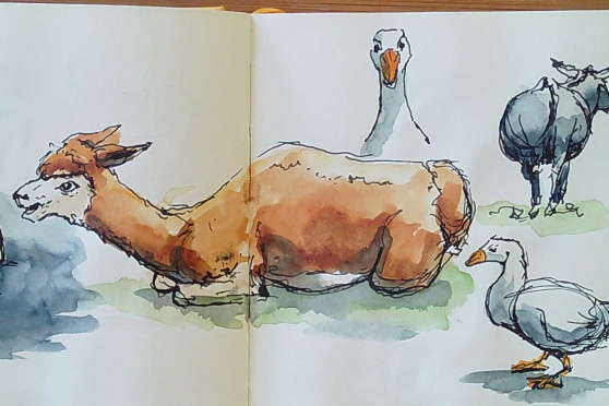 Lebendig skizzieren - Tiere und Menschen