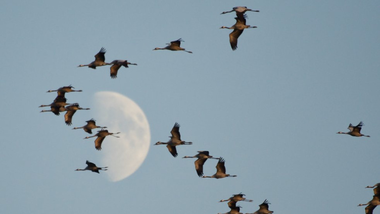 Natur entdecken - Faszination Vogelzug