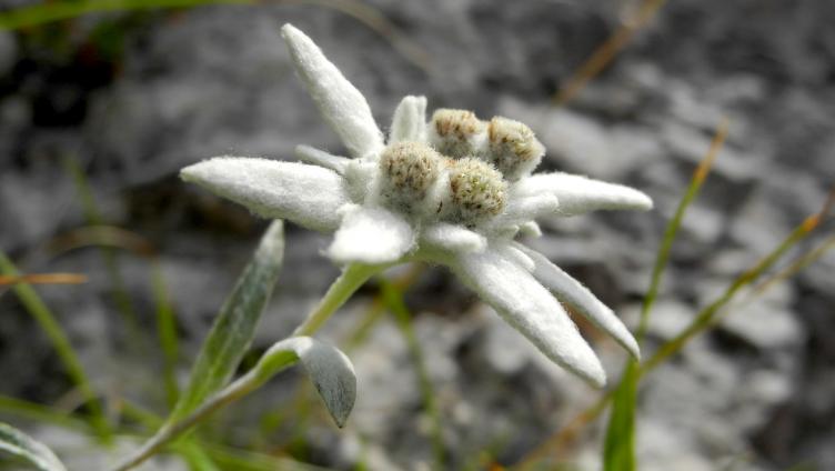 Edelweiss