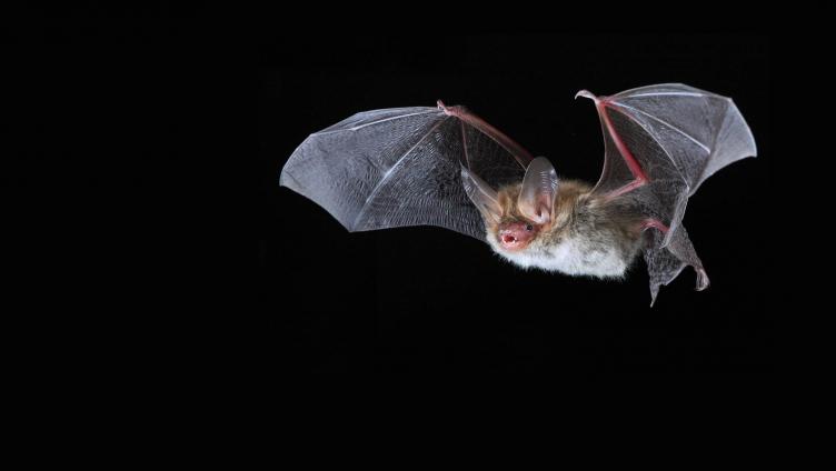Fledermäuse im Seemuseum
