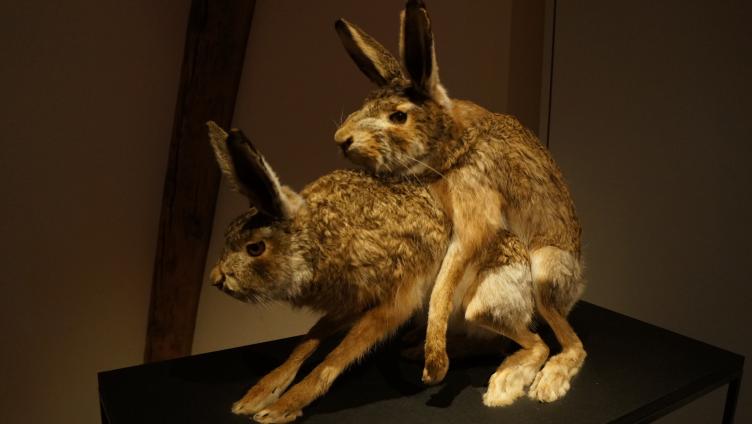 Flotte Bienen, tolle Hechte