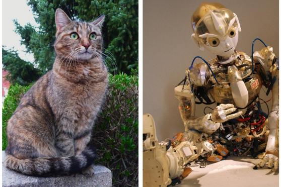 Von Katzen, Künstlern und Robotern